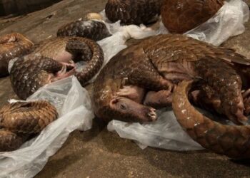 Contribution/ L’industrie du braconnage non réglementé : Le pangolin d’Afrique en danger
