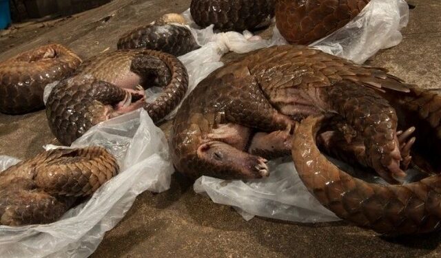 Contribution/ L’industrie du braconnage non réglementé : Le pangolin d’Afrique en danger