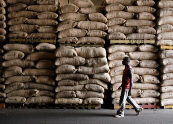 Campagne cacaoyère 2025 : Le prix d’achat du cacao fixé à 1.800 FCFA/kg