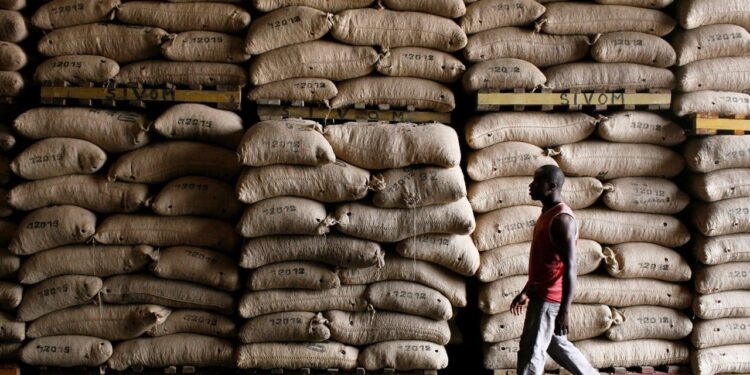 Campagne cacaoyère 2025 : Le prix d’achat du cacao fixé à 1.800 FCFA/kg