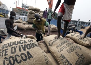 Côte d’Ivoire/ Hausse des prix du Kg de cacao et de café : Le kg de cacao fixé à 1800, soit 20% de plus