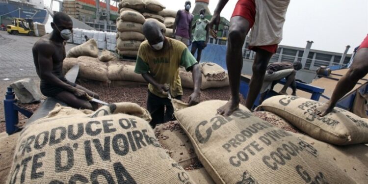 Côte d’Ivoire/ Hausse des prix du Kg de cacao et de café : Le kg de cacao fixé à 1800, soit 20% de plus