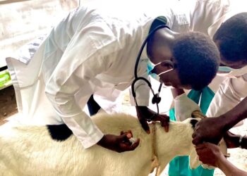 FÊTES DE FIN D&rsquo;ANNÉE : RENFORCEMENT DES CONTRÔLES SANITAIRES SUR LES DENRÉES ANIMALES ET D&rsquo;ORIGINE ANIMALE