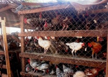 Contribution /Ministère des Ressources Animales et Halieutiques : Quand on ne peut pas arranger les Ivoiriens, au moins ne les dérangez pas