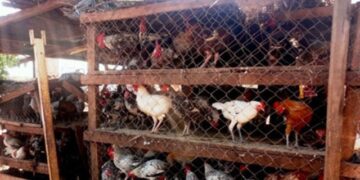 Contribution /Ministère des Ressources Animales et Halieutiques : Quand on ne peut pas arranger les Ivoiriens, au moins ne les dérangez pas