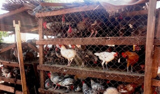 Contribution /Ministère des Ressources Animales et Halieutiques : Quand on ne peut pas arranger les Ivoiriens, au moins ne les dérangez pas