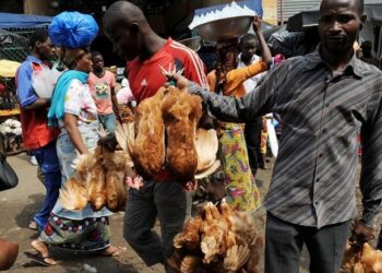 COMMUNIQUÉ : INTERDICTION DE VENTE DE VOLAILLES ET DE PRODUITS DE PÊCHE AU BORD DES ROUTES ET DANS LES QUARTIERS