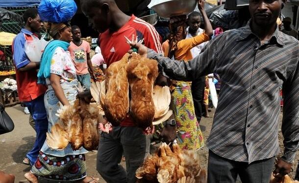COMMUNIQUÉ : INTERDICTION DE VENTE DE VOLAILLES ET DE PRODUITS DE PÊCHE AU BORD DES ROUTES ET DANS LES QUARTIERS