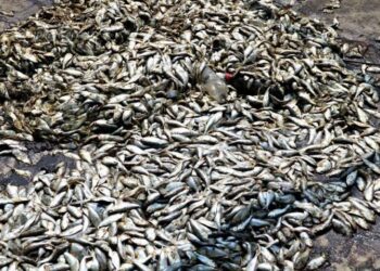 Pollution des cours d’eau à SikensiLe Gouvernement tire la sonnette d’alarmeA travers un communiqué de presse en date du 07 février 2025 signé par le directeur de la communication et des relations publiques, Diakité Ibrahim, le Ministère des Ressources Animales et Halieutiques informe qu’une mortalité anormale de poissons a été constatée deux jours plus tôt dans le lac appelé «La Piscine » à Sikensi. Aussitôt informé, les autorités assurent avoir dépêché une équipe d’experts sur les lieux en vue de mener des investigations approfondies pour identifier les raisons de cette situation. Les premiers éléments de l’enquête font ressortir, selon le communiqué, que les causes possibles sont soit une contamination du lac par des produits phytosanitaires, soit, la libération de toxines emprisonnées dans la vase du lac, ou encore une diminution du taux d’oxygène dissous dans l’eau. Pour en savoir davantage, le ministère a prélevé des échantillons d’eau, de poissons et de sédiments qui ont été acheminés dans des laboratoires de référence nationale pour les analyser.Mesures conservatoiresEn attendant les résultats des investigations, des mesures conservatoires ont été prises en vue de protéger la santé des populations. A savoir interdire formellement et immédiatement toute activité de pêche sur «La Piscine », interdire strictement la consommation ou la commercialisation des poissons provenant de la zone enfin renforcer la surveillance sanitaire dans l’ensemble du secteur. Pour prévenir tout manquement aux normes environnementales, le ministère a invité les populations à signaler aux services vétérinaires toute situation anormale constatée dans la zone. Enfin, le ministère a rassuré la population en l’invitant au calme et à la patience car la situation est sous contrôle et que les résultats des analyses seront rendus publiques très rapidement.Phénomène alarmantCe phénomène de pollution des cours d’eau n’est pas nouveau en Côte d’Ivoire ou singulièrement dans la ville de Sikensi. On se souvient en effet que le 10 janvier 2025 des mortalités massives de poissons avaient été signalées dans la rivière Niounourou, entre les villages de Tagoberi et Kakolilié, dans la sous-préfecture de Niambézaria, dans le département de Lakota. Ou encore la mort en mars 2024, de plus de 2,6 tonnes de poissons dans le plan d’eau lagunaire de Bietry, situé dans la commune de Koumassi, due à une pollution de type «organique» selon le Centre ivoirien anti-pollution (CIAPOL). De plus, à la demande du Premier ministre, Robert Beugré Mambé, suite à des rapports inquiétants sur la pollution des cours d’eau près du Centre de Valorisation et d’Enfouissement Technique (CVET) de Kossihouen et des constats alarmants du Centre ivoirien anti-pollution (CIAPOL), deux émissaires du gouvernement, à savoir le ministre de l’Environnement, du Développement durable et de la Transition écologique, Jacques Assahoré Konan et son collègue de l’Hydraulique, de l’Assainissement et de la Salubrité, Bouaké Fofana ont effectué le 22 Avril 2024, une visite conjointe de terrain sur les sites du CVET à Songon et de l’unité de transformation de la graine de palme de la société Adam Afrique, basée à Sikensi et spécialisée dans la transformation du palmier à huile. Il en ressort le constant que l’eau utilisée par les riverains est devenue totalement noire et une forte odeur se dégageait du cours d’eau de Kadiokro. Une situation attribuée aux activités de la société Adam Afrique, qui déversait ses effluents dans la source alimentant plusieurs villages. Cette découverte avait entrainé la fermeture temporaire de l’usine.Notons que le CIAPOL a mené des enquêtes sur la pollution des cours d’eau qui fait ressortir que ces pollutions proviennent du déversement volontaire de produits chimiques nocifs, ou de produits issus de l’orpaillage clandestin dans les rivières pour la pêche et que les poissons issus de cette pêche illicite sont écoulés sur le marché et consommés par les populations nonobstant les risques de cancer et des effets catastrophiques sur les populations, les nappes phréatiques et les ressources halieutiques.