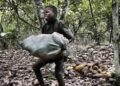 Côte d’Ivoire / Cacaoculture