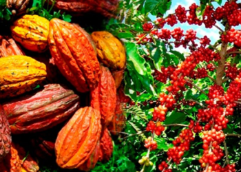 Suite à la plainte du CNMA-CI/Le Conseil Café-Cacao désormais sous surveillance