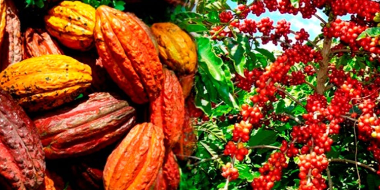 Suite à la plainte du CNMA-CI/Le Conseil Café-Cacao désormais sous surveillance