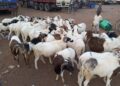 A QUELQUES JOURS DE LA TABASKI/DIFFICILE DE S&rsquo;OFFRIR UN MOUTON A BOUNA