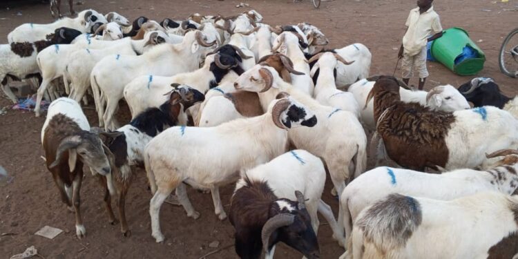 A QUELQUES JOURS DE LA TABASKI/DIFFICILE DE S’OFFRIR UN MOUTON A BOUNA