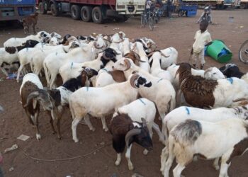A QUELQUES JOURS DE LA TABASKI/DIFFICILE DE S’OFFRIR UN MOUTON A BOUNA