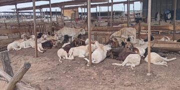 Abattoir d’Anyama : Gros clash entre les marchands de bétail