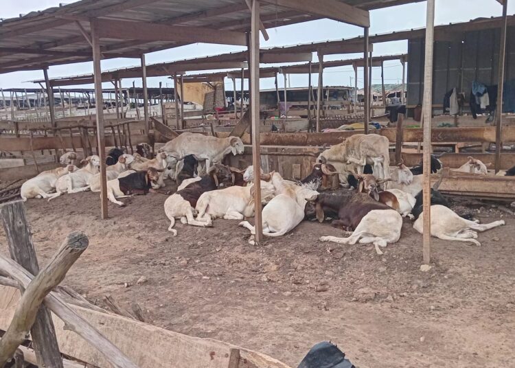 Abattoir d’Anyama : Gros clash entre les marchands de bétail